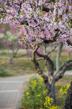 桃树花开