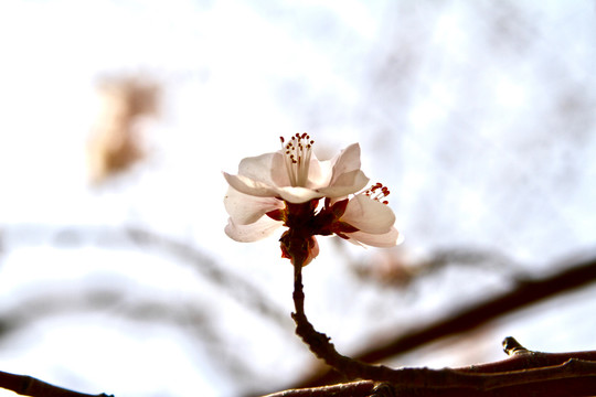 山桃花