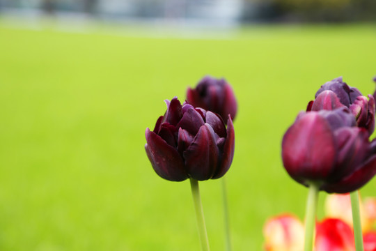 郁金香花海