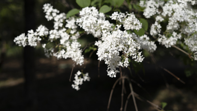 白丁香花