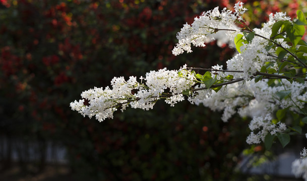 白丁香花