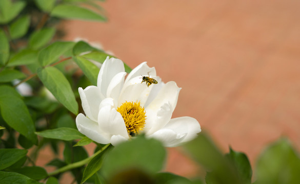 芍药花蜜蜂