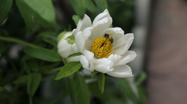 芍药花蜜蜂