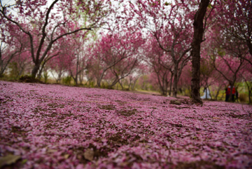 花瓣满地