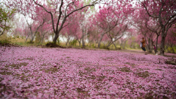 花瓣满地