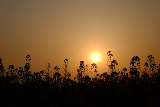 油菜花夕阳剪影