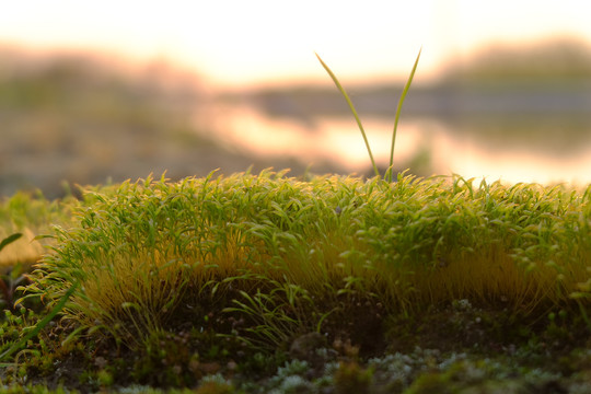 夕阳下的苔藓