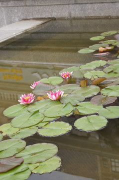 一池荷花