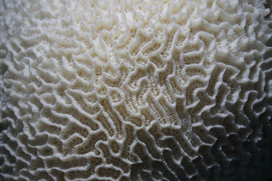 精巧扁脑珊瑚