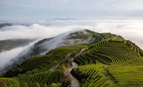 长龙茶山