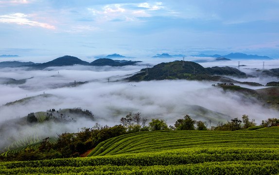 长龙茶山