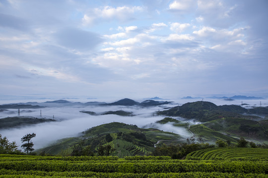 长龙茶山