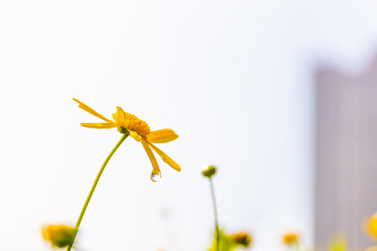 黄金菊