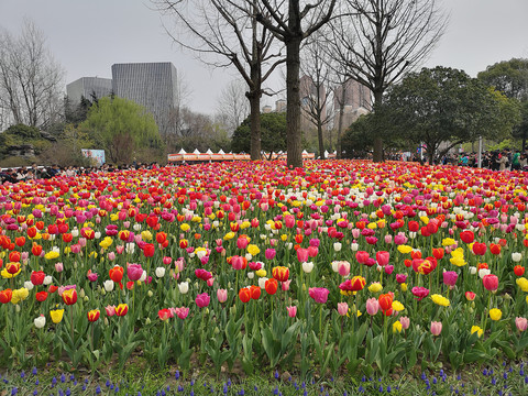 郁金香花园