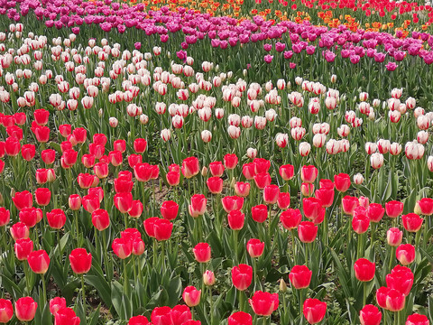 彩色郁金香花卉背景