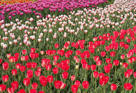 郁金香花海背景素材