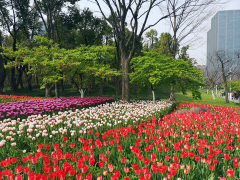 郁金香花海