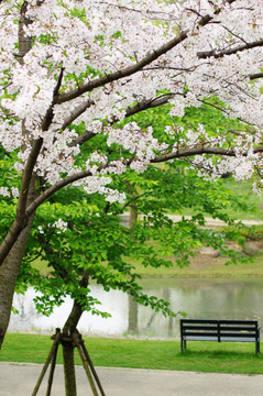樱花公园园景