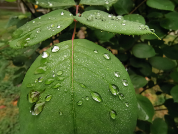 雨露