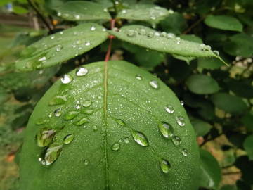 雨露