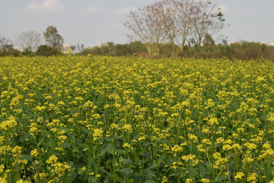 油菜花