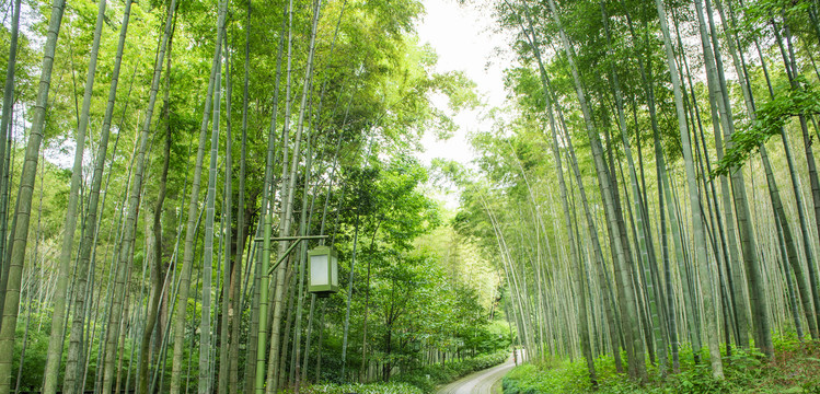 竹林小路