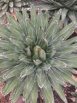 笹之雪多肉植物