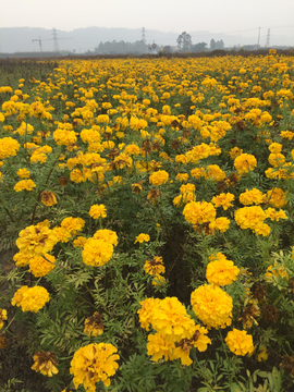 万寿菊花海