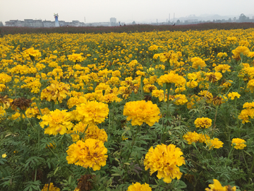 万寿菊花海