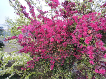 桂花树