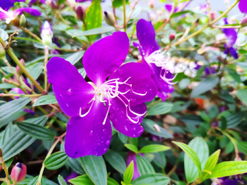 露珠野牡丹花