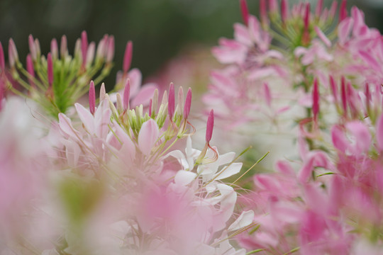 醉蝶花