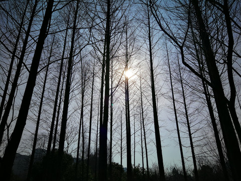 树林光影