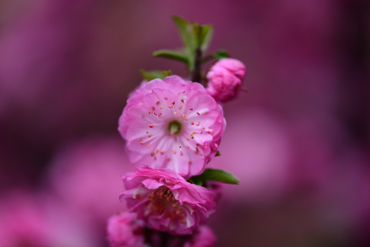 桃花