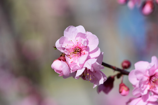 桃花