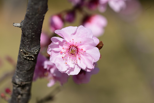 桃花