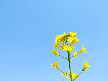 油菜花