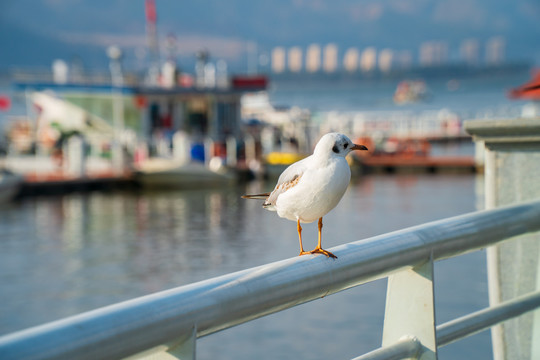 云南昆明滇池的海鸥素材