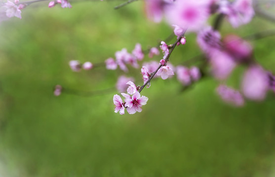 桃花朵朵开