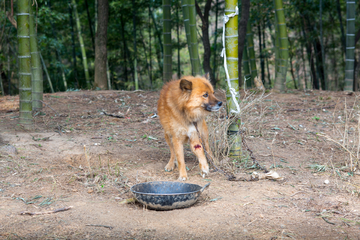 田园犬