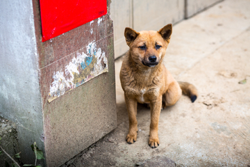 田园犬