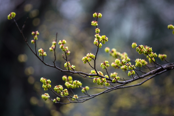 芽