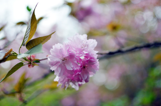 樱花