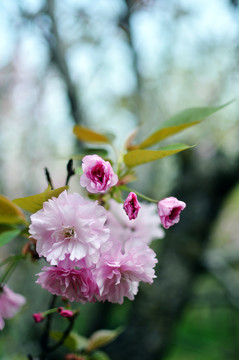 樱花