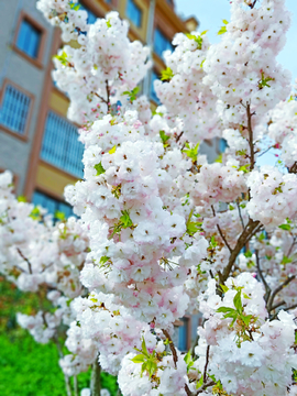 小区樱花