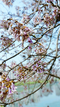 泡桐花