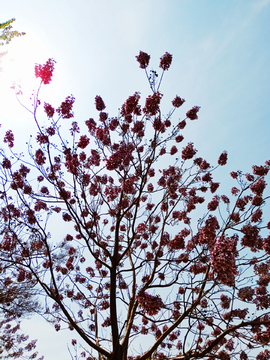 仰拍泡桐花