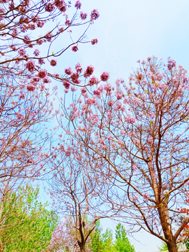 仰拍泡桐花