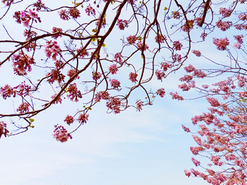 仰拍泡桐花