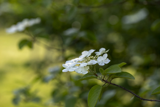 烟花三月下扬州去看琼花